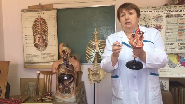 Строение сердца. Круги кровообращения