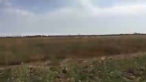 Охота на куропатку с Курцхааром!!