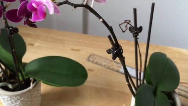 Phalaenopsis Blooming Season смотреть онлайн