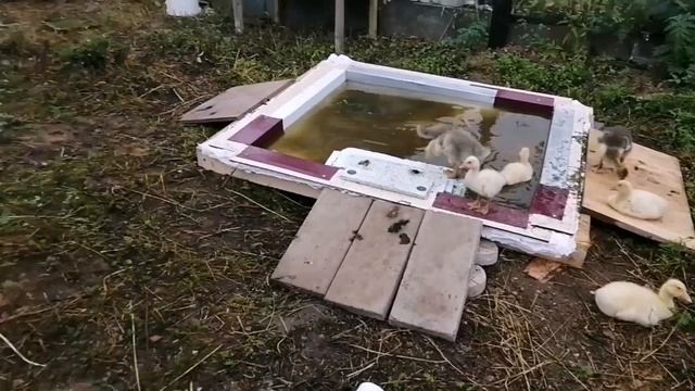 4 ДНЯ ИЗ ЖИЗНИ ГУСЯТ, 2 НЕДЕЛИ, ЛИНДА И СЕРЫЙ смотреть онлайн