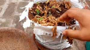 Harvesting Organic Potatoes 🥔🥔from my kitchen garden☺️..|| Indian Terrace Garden || My Happy Garden