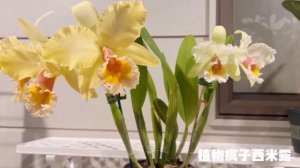颜值爆表的卡特兰：Blc George King 'SouthernCross'
