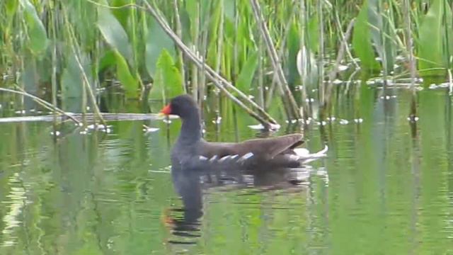 Камышница смотреть онлайн