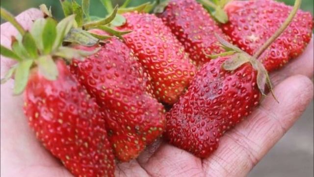 Крупноплодная садовая земляника в контейнерах: лидеры продаж 2019-2010. Новое поступление! смотреть онлайн