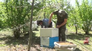Однорамочный отводок для облёта матки.