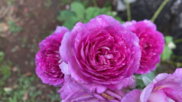 Rose - Lavender Crush смотреть онлайн