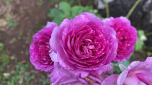 Rose - Lavender Crush