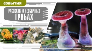 РАССКАЗЫ О НЕОБЫЧНЫХ ГРИБАХ. Аудиокнига. Время События Люди!