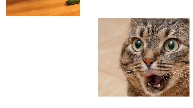Почему коты боятся огурцов