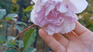 SHALIMAR ROSE plant by Takunori Kimura 2019 Baranoie バラ シャリマー バラの家