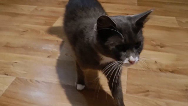 Приют бездомных кошек и собак 