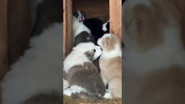 ЦАРЬ ПОПА смотреть онлайн