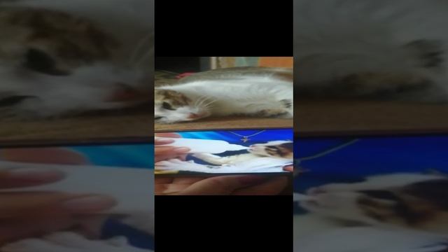 Кормление котенка