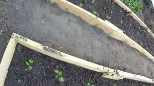 Чем притенить рассаду