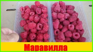 Малина Маравилла (Маравила) #малина #Маравилла  #ягода