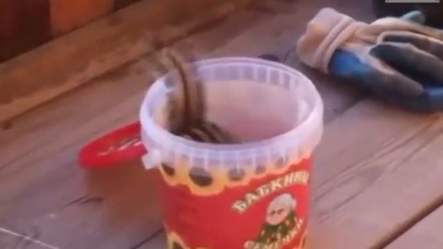 Забавные бурундуки смотреть онлайн