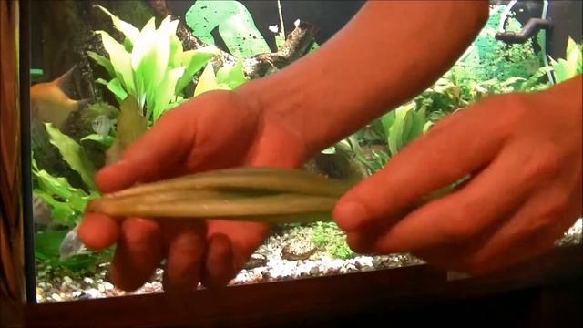 Новое аквариумное растение. Профилактика перед посадкой. Newplants in the aquarium смотреть онлайн