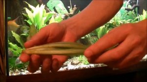 Новое аквариумное растение. Профилактика перед посадкой. Newplants in the aquarium