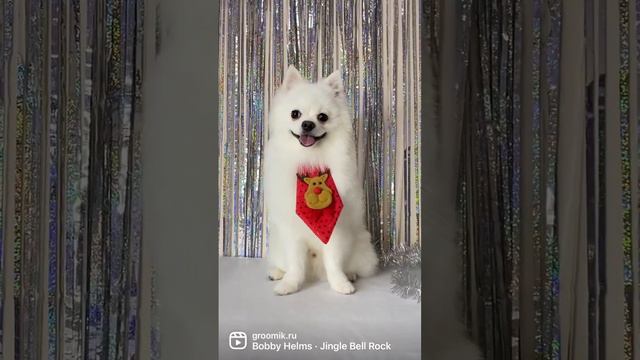 Создаем новогоднее настроение 🤩 #белаясобака #белыйшпиц #грумермосква смотреть онлайн