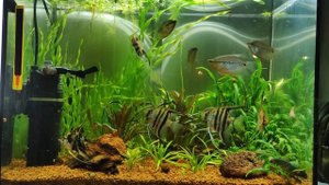 Мой аквариум 60 литров со скаляриями и жемчужными гурами. 15.01.2022