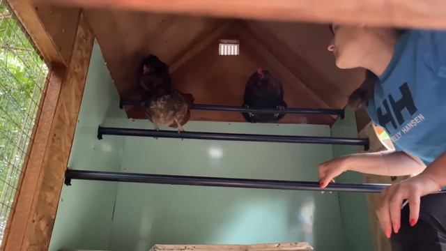Что должно быть в курятнике у кур несушек обязательно