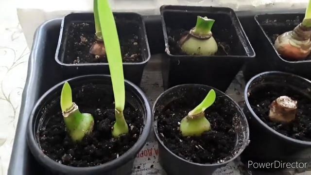 Обзор гиппеаструмов, находящихся в периоде покоя. смотреть онлайн