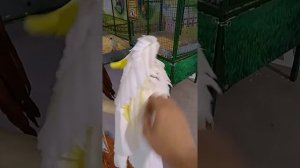 Какаду/Кирюша/ПОПУГАЙ ТАНЦУЕТ