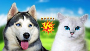 Кто круче СОБАКА vs КОШКА?