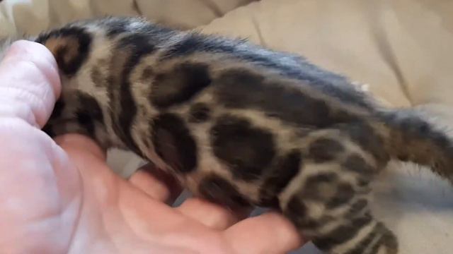 Бенгальский котенок. Питомник бенгальских кошек. Big Marshal смотреть онлайн