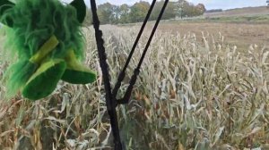 Уборка кукурузы на зерно. КЗС 1218.Настррйки.Разговор с комбайнером. КФХ "Терра Ностра".