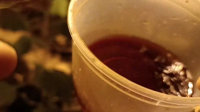 Раствор: борная кислота, марганцовка, мочевина, йод для огурцов