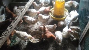 Здравур несушка для кур несушек. Восстановление яйценоскости у кур несушек. 05.08.2020.