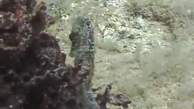 © Рыбы Черного моря Морской конек Hippocampus hippocampus 04 Long sno смотреть онлайн
