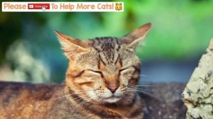 Relaxing Cat Music for Anxious Cats! Calm Your Cat with this Natural Anxiety Remedy for Cats! ? ?