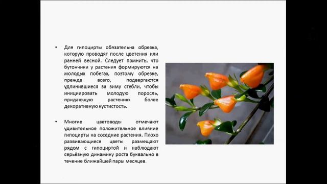 ГИПОЦИРТА