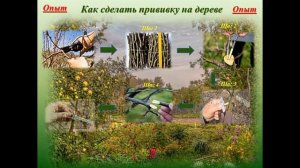 26 фактов о Мичурине