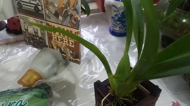 Substrato para orquídeas esfágno vilão ou solução смотреть онлайн