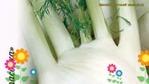 Фенхель овощной Удалец. Краткий обзор, описание характеристик, где купить семена foenículum vulgáre