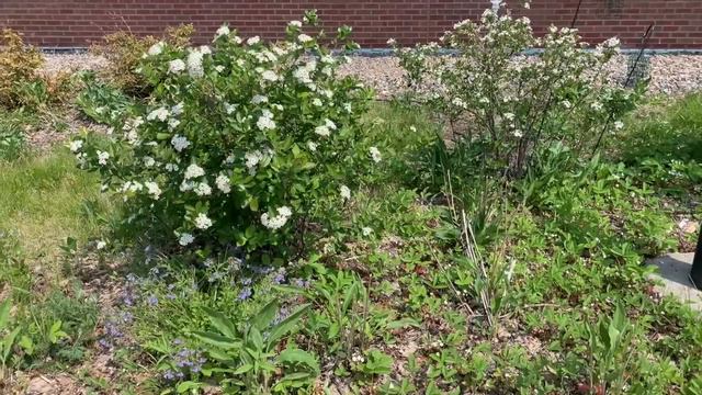 Medota Heights Pollinator Garden смотреть онлайн