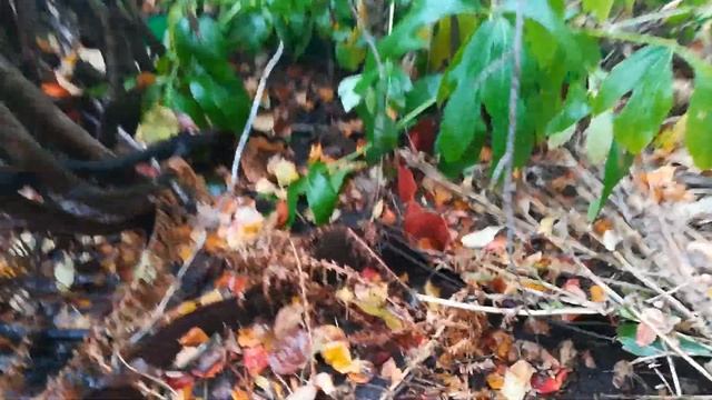 ⚠️?Лучшая бордюрная лента.Обзор бордюрных лент.Mixgarden. смотреть онлайн