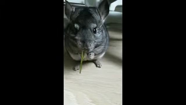 Шиншилла кушает листочек смотреть онлайн