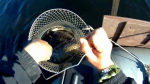 С мультом за щукой. Ловля щуки на кастинговую снасть. Клев щуки осенью