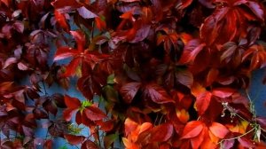 Футаж Осень. Красные Осенние Листья. Осень в Городе. Красивые Осенние Вьющиеся Растения. Видеофутаж