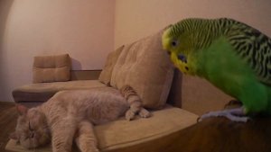 Попугай говорит, как научить разговаривать попугая.Cat and parrot .