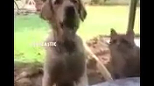 Собака укусила кошку ?? смотреть онлайн