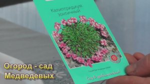 Какие цветы я посею в конце марта