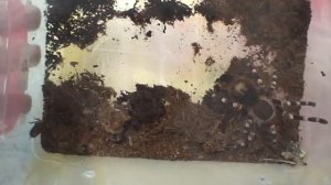 Кормление паука Семёна кормовым тараканом. /Acanthoscurria geniculata.