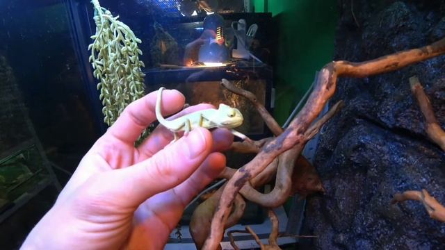 Алëка и Йеменский хамелеон. Содержание в домашних условиях. смотреть онлайн