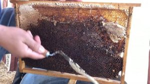 МАЙСКИЙ МЕД В ЧЕЧЕНСКОЙ РЕСПУБЛИКЕ