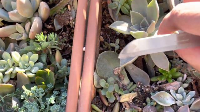 Okadar cok aglamıstımkı 🥺linçleyebılırsinız 🤭tum graptoları alacağım смотреть онлайн